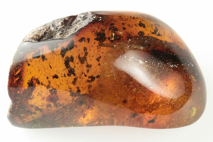 Polished Chiapas Amber ( grams) - Mexico #193275